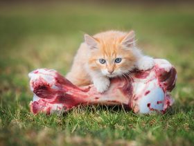 نصيحة حول كيفية الحفاظ على لثة القطة واسنانها