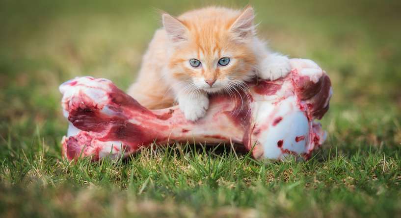 نصيحة حول كيفية الحفاظ على لثة القطة واسنانها