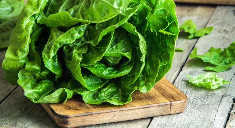 طريقة حفظ الخس في البراد من دون تغير لونه او طعمه