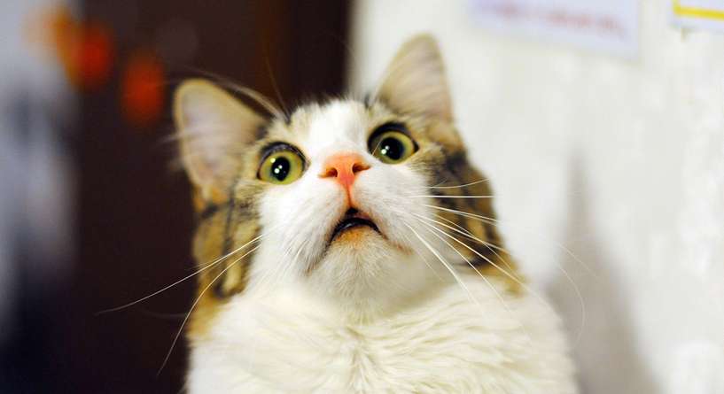 صور امور غريبة ومضحكة تخاف منها القطط