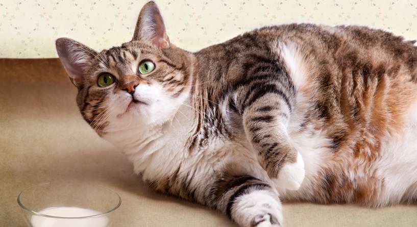نصيحة حول ضرورة التوقف عن تقديم الحليب للقطط بعد الفطام
