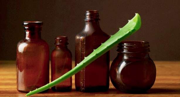 Bottle, Jar, Plant