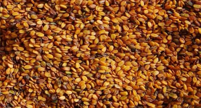 اضرار حب الرشاد للحامل