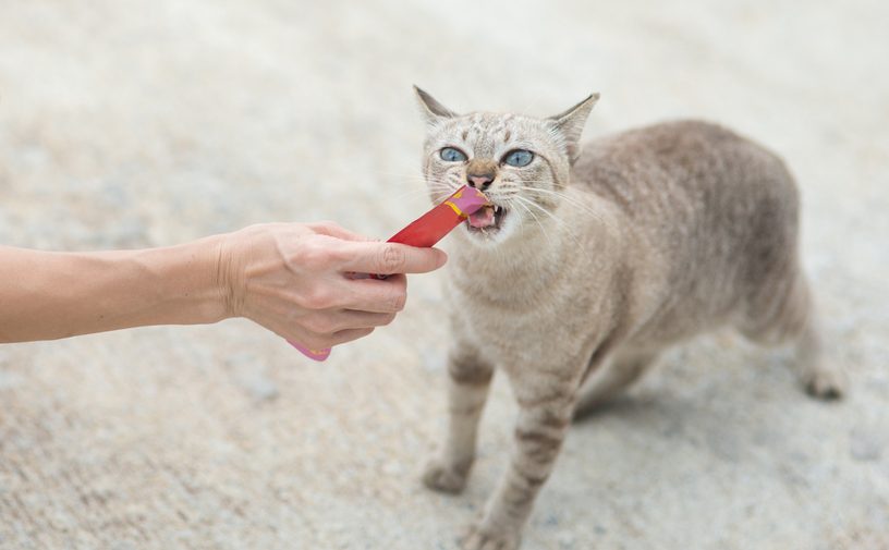 نصيحة حول كيفية تعويد القطط على اسمها