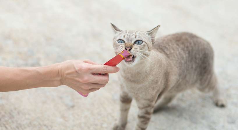 نصيحة حول كيفية تعويد القطط على اسمها