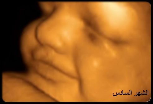 مراحل نمو الجنين بـ الصور | الحمل، الحامل، الطفل، شهر، القلب