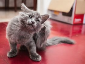 نصيحة لمساعدة القطة المصابة بالحساسية