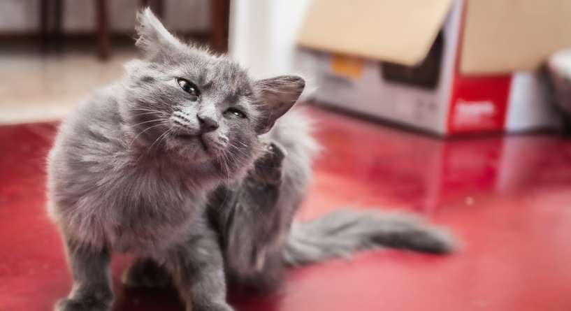 نصيحة لمساعدة القطة المصابة بالحساسية