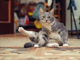 نصيحة حول كفية تشجيع القطط على تأدية الحيل