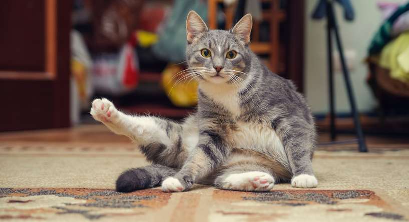 نصيحة حول كفية تشجيع القطط على تأدية الحيل