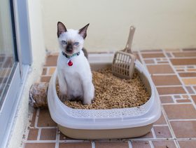 كيف تُنظّفين صندوق فضلات قطتك؟