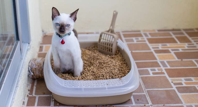 كيف تُنظّفين صندوق فضلات قطتك؟