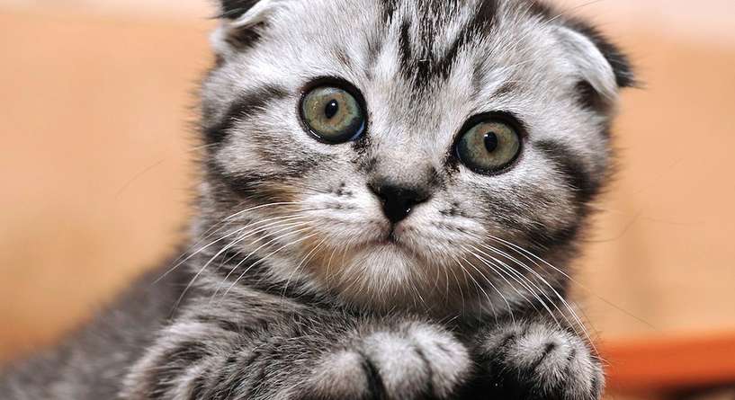 فيديو خوف القطط من الخيار والسبب وراء ذلك