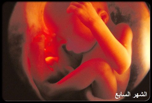 مراحل نمو الجنين بـ الصور | الحمل، الحامل، الطفل، شهر، القلب