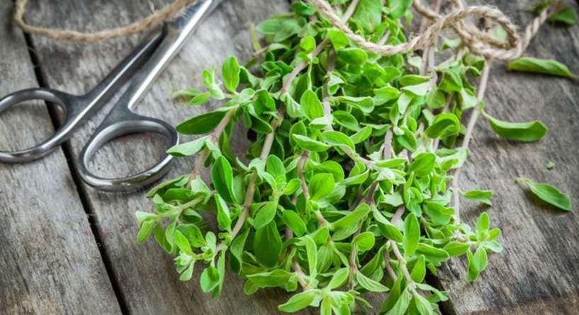 ما هي فائدة البردقوش للمبايض؟