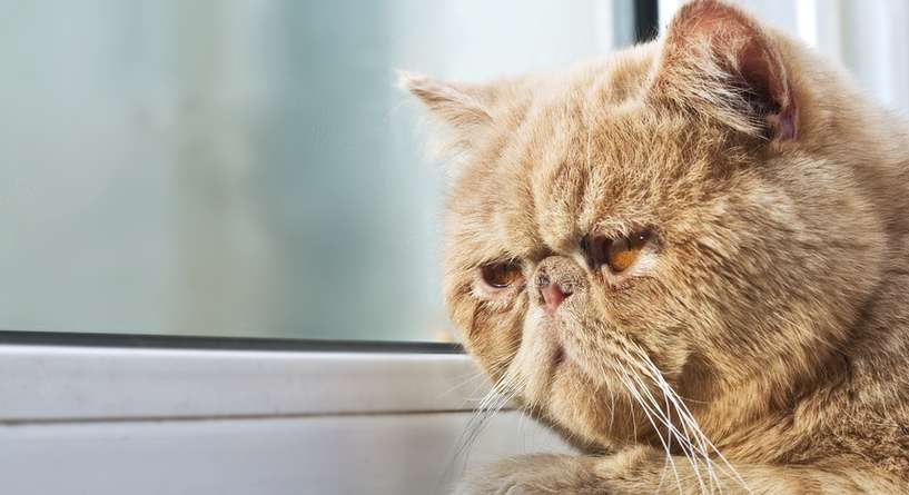 تصرفات مسيئة بحق القطط