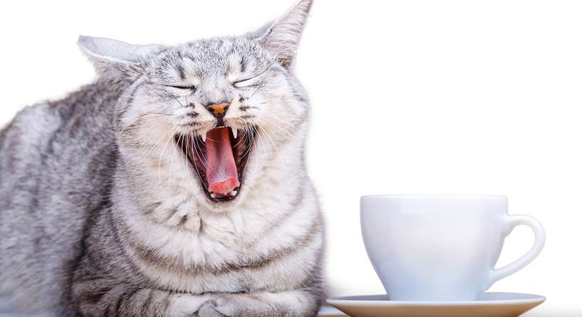 اسوأ اطعمة للقطط