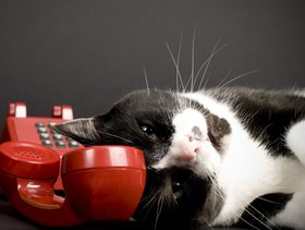 نصيحة حول كيفية الحفاظ على سلامة القطط من الاسلاك الكهربائية