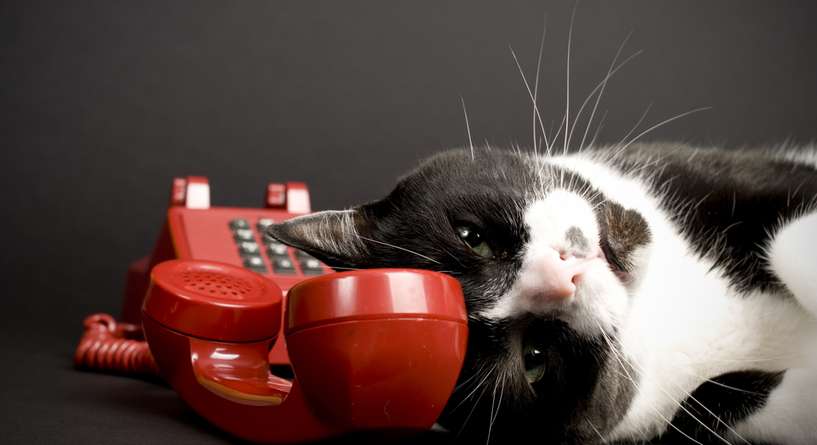 نصيحة حول كيفية الحفاظ على سلامة القطط من الاسلاك الكهربائية