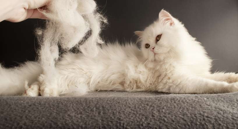 نصيحة حول كيفية التخلص من الشعر المتساقط من القطط