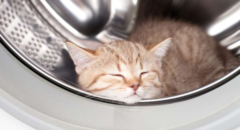 نصيحة حول كيفية تحت التصرف عند العثور على القطة في الغسالة