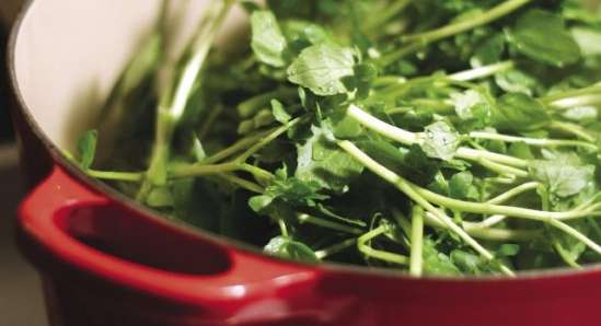 فوائد الرشاد للحمل| الرشاد والحمل