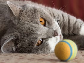 نصيحة حول اهمية اللعب في حياة القطط