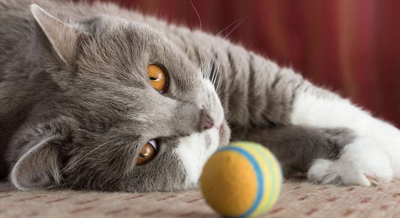 نصيحة حول اهمية اللعب في حياة القطط
