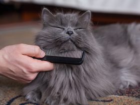 نصيحة حول ضرورة تمشيط فراء القطط