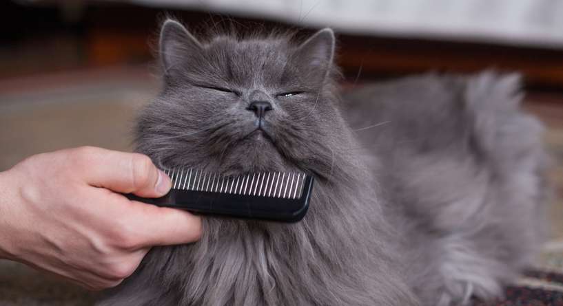 نصيحة حول ضرورة تمشيط فراء القطط