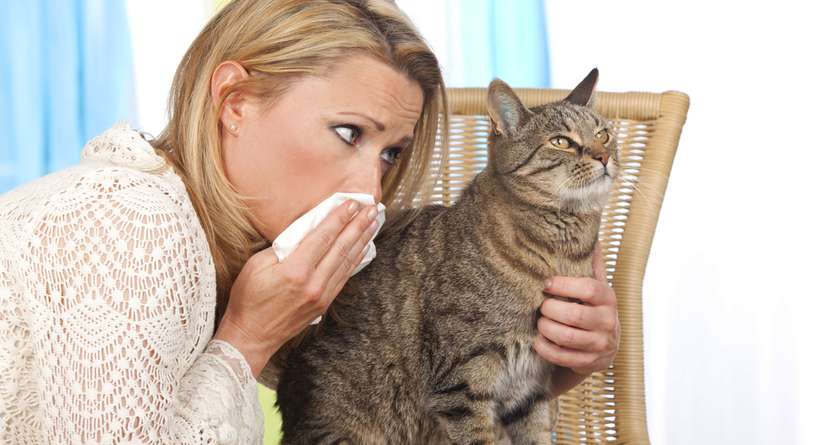 تربية القطط وحساسية الحيوانات