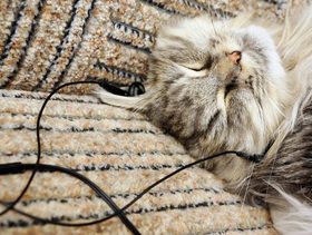 كيف تُخفّفين من توتر قطتك؟