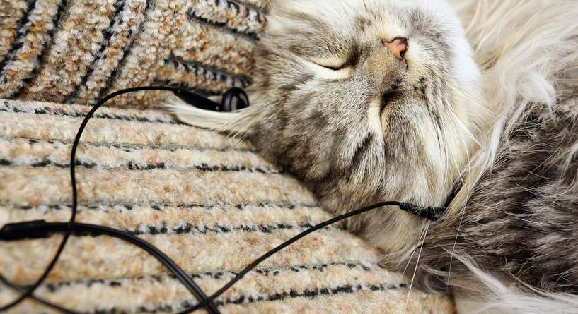 كيف تُخفّفين من توتر قطتك؟