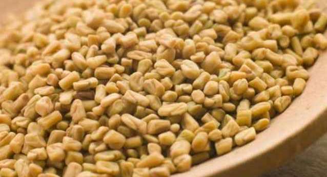 الحلبه للحامل