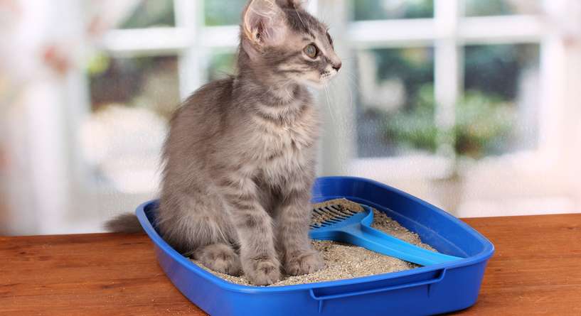 نصيحة حول كيفية تدريب القطط الجديدة على استخدام صندوق الفضلات
