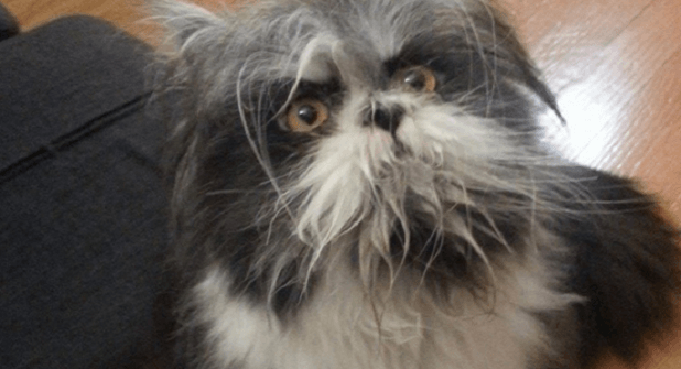 صورة حيوان حيرت رواد مواقع التواصل إن كان قط أم كلب