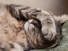 نصيحة حول كيفية اعطاء الدواء القطط