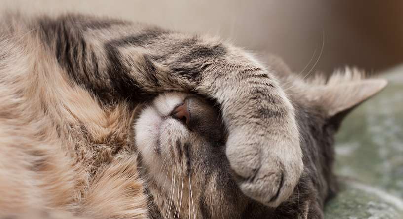 نصيحة حول كيفية اعطاء الدواء القطط