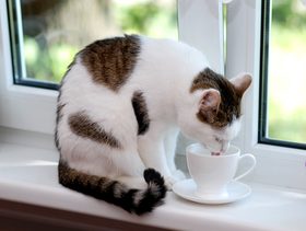 نصيحة حول كيفية حماية القطط من الجفاف