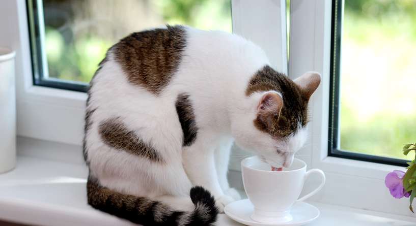 نصيحة حول كيفية حماية القطط من الجفاف