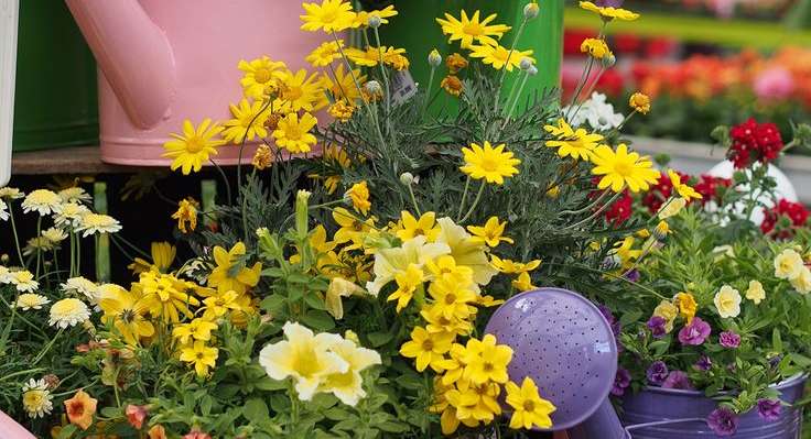 Plant, Flower, Blossom