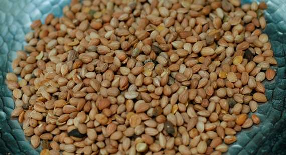 المحلب للاطفال