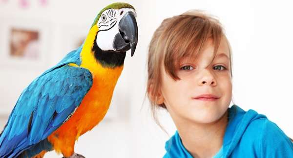 Person, Human, Bird