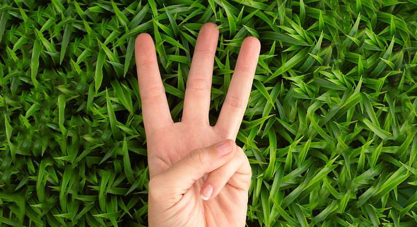 Grass, Plant, Person