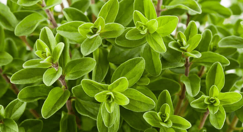 فوائد البردقوش للتخسيس وطريقة الاستخدام