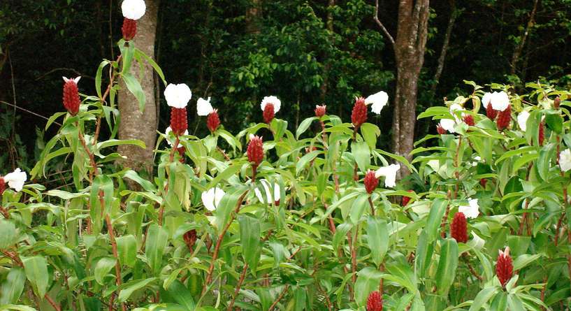 كيف استخدم القسط الهندي للحمل