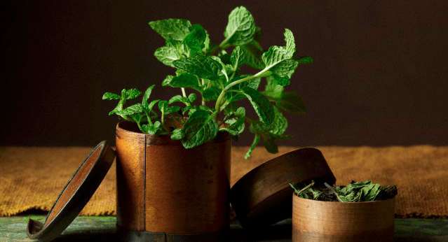Potted Plant, Plant, Vase