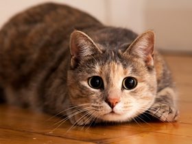 نصيحة حول كيفية تطوير قدرات القطط الهجومية