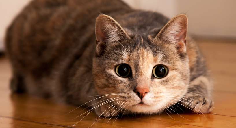 نصيحة حول كيفية تطوير قدرات القطط الهجومية