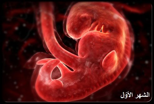 مراحل نمو الجنين بـ الصور | الحمل، الحامل، الطفل، شهر، القلب